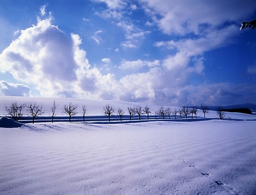 포토 JPG 주간 나무 구름 설경 겨울 하늘 풍경 초원 사람없음 야외 눈 국내포토 자연요소 식물 계절 날씨 파일형식