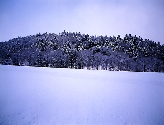 포토 JPG 주간 나무 식물 설경 겨울 하늘 산 풍경 초원 사람없음 야외 눈 숲 국내포토 자연요소 계절 날씨 파일형식