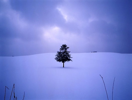 포토 JPG 주간 나무 설경 겨울 하늘 풍경 초원 사람없음 야외 눈 국내포토 자연요소 식물 계절 날씨 파일형식