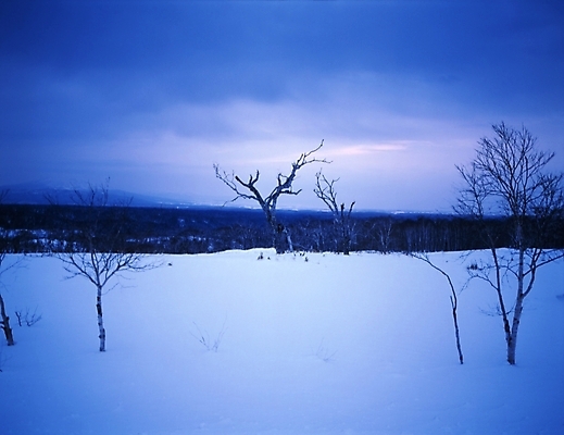 포토 JPG 주간 나무 설경 겨울 하늘 산 여러그루 풍경 초원 사람없음 야외 눈 국내포토 자연요소 식물 계절 다수 날씨 파일형식
