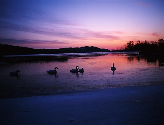 포토 JPG 주간 나무 동물 호수 겨울 조류 산 풍경 사람없음 야외 강 노을 일몰 백조 철새 고니 국내포토 자연요소 식물 계절 파일형식