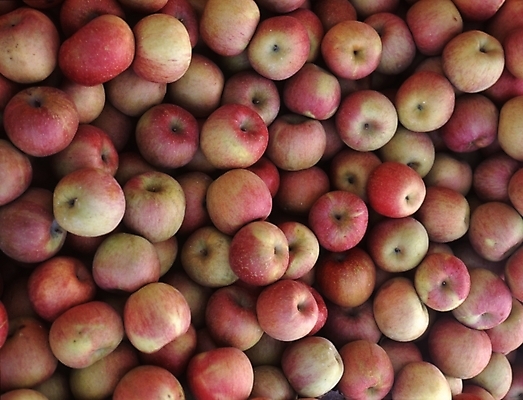 포토 JPG 주간 식물 열매 음식 과일 사람없음 사과 국내포토 자연요소 파일형식