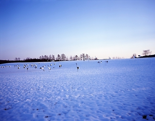 포토 JPG 주간 나무 동물 척추동물 설경 겨울 조류 하늘 풍경 초원 사람없음 야외 설원 학 눈 국내포토 자연요소 식물 계절 날씨 눈_날씨 파일형식