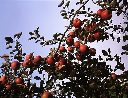포토 JPG 주간 나무 식물 열매 음식 잎 과일 하늘 나뭇잎 풍경 사람없음 야외 나뭇가지 사과 사과나무 국내포토 자연요소 파일형식