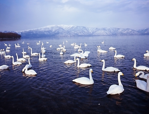 포토 JPG 주간 동물 척추동물 호수 설경 겨울 조류 산 풍경 사람없음 야외 눈 백조 철새 고니 큰고니 국내포토 자연요소 계절 날씨 파일형식
