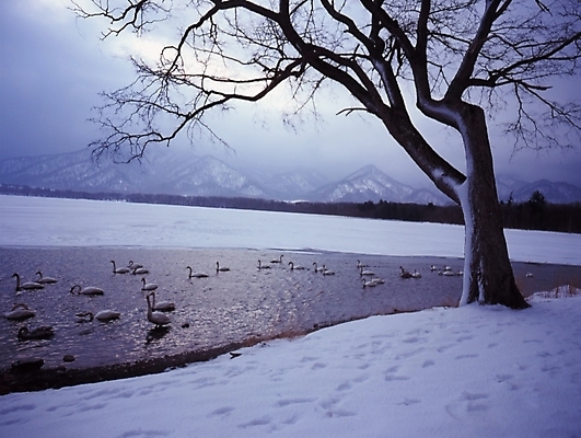 포토 JPG 주간 나무 식물 동물 설경 겨울 조류 하늘 산 한그루 풍경 사람없음 야외 강 눈 백조 철새 고니 국내포토 자연요소 1 계절 날씨 파일형식