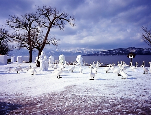 포토 JPG 주간 나무 식물 호수 바다 겨울 하늘 산 풍경 사람없음 야외 관광지 눈 구조물 백조 고니 국내포토 자연요소 계절 건축 여행 조류 날씨 파일형식