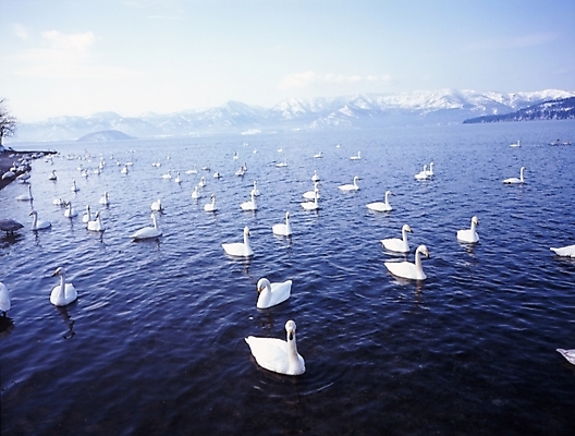 포토 JPG 주간 동물 호수 바다 설경 겨울 조류 하늘 산 풍경 사람없음 야외 눈 백조 철새 큰고니 국내포토 자연요소 계절 날씨 고니 파일형식