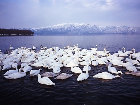 포토 JPG 주간 동물 척추동물 호수 설경 겨울 조류 산 풍경 사람없음 야외 백조 철새 고니 큰고니 국내포토 자연요소 계절 파일형식
