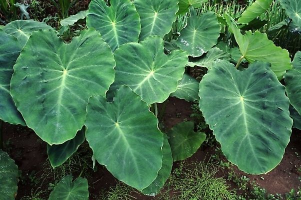 포토 JPG 주간 식물 음식 채소 사람없음 토란잎 국내포토 자연요소 잎 파일형식