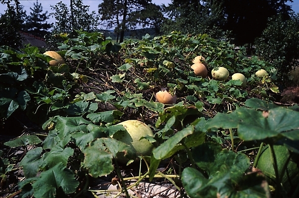 포토 JPG 주간 나무 식물 음식 밭 채소 하늘 호박 산 풍경 사람없음 야외 농작물 호박밭 호박잎 국내포토 자연요소 잎 농업 파일형식