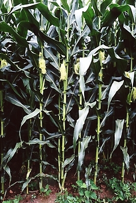 포토 JPG 주간 식물 음식 줄기 잎 밭 채소 옥수수 풍경 사람없음 야외 농작물 흙 옥수수밭 국내포토 자연요소 농업 곡류 파일형식