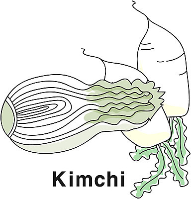EPS 아이콘 영어 음식 채소 식재료 김치 영어교육 사람없음 단어 농작물 무 라인아이콘 배추 2D아이콘 문자 교육 한식 농업 뿌리채소 파일형식 벡터