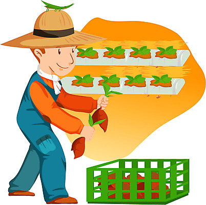 EPS 전신 직업 캐릭터 남자 곤충 밭 농업 일러스트 한명 사람 성인 수확 작업 작업실 농부 고구마 농어촌캐릭터 방아깨비 남자만 남자한명만 성인남자만 성인만 농부캐릭터 일러캐릭터 동물 1 산업 뿌리채소 산업캐릭터 파일형식 벡터