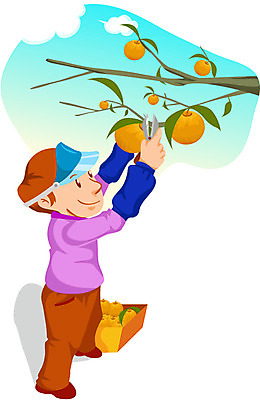 EPS 주간 전신 나무 직업 캐릭터 열매 남자 농업 과일 일러스트 가위 한명 사람 성인 야외 수확 작업 배 작업실 농부 과수원 원예 농어촌캐릭터 남자만 남자한명만 성인남자만 성인만 농부캐릭터 일러캐릭터 자연요소 식물 1 산업 문구용품 취미 산업캐릭터 파일형식 벡터