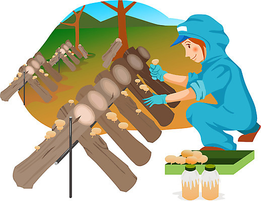 EPS 주간 전신 나무 직업 캐릭터 여자 일러스트 한명 사람 성인 야외 버섯 작업 작업실 농어촌캐릭터 버섯재배 버섯재배자 여자만 여자한명만 성인여자만 성인만 일러캐릭터 자연요소 식물 1 산업캐릭터 파일형식 벡터