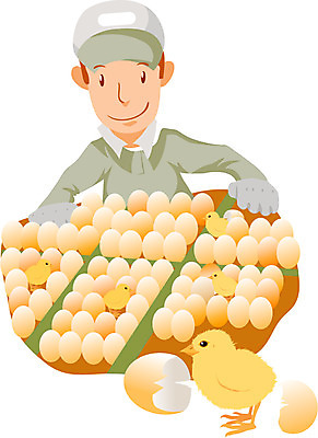 EPS 전신 직업 캐릭터 남자 일러스트 병아리 한명 사람 성인 계란 알 작업 작업실 축산업 농어촌캐릭터 감별사 남자만 남자한명만 성인남자만 성인만 일러캐릭터 1 산업 조류 산업캐릭터 파일형식 벡터
