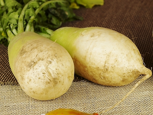 포토 JPG 스튜디오촬영 채소 식재료 뿌리채소 실내 사람없음 두개 무 뿌리 김장 무청 국내포토 2 내부 파일형식