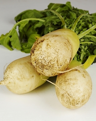 포토 JPG 스튜디오촬영 채소 식재료 뿌리채소 사람없음 세개 무 뿌리 김장 무청 국내포토 실내 3 파일형식