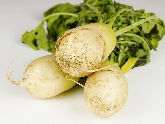 포토 JPG 스튜디오촬영 채소 식재료 뿌리채소 사람없음 세개 무 뿌리 김장 무청 국내포토 실내 3 파일형식