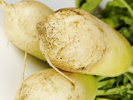 포토 JPG 스튜디오촬영 채소 식재료 뿌리채소 사람없음 세개 무 뿌리 김장 무청 국내포토 실내 3 파일형식