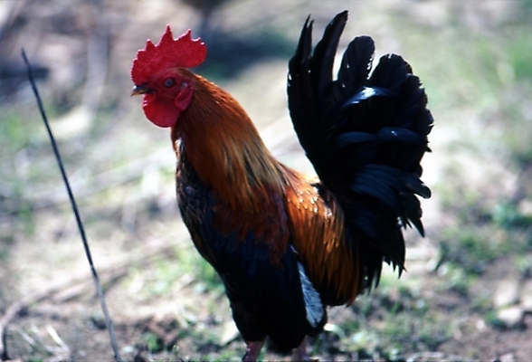 포토 JPG 주간 동물 척추동물 한마리 조류 사람없음 야외 닭 수탉 국내포토 자연요소 1 수컷 파일형식