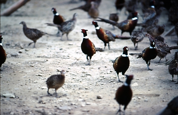 포토 JPG 주간 동물 척추동물 조류 사람없음 야외 꿩 국내포토 자연요소 파일형식
