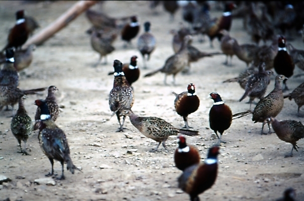 포토 JPG 주간 동물 척추동물 조류 사람없음 야외 꿩 국내포토 자연요소 파일형식