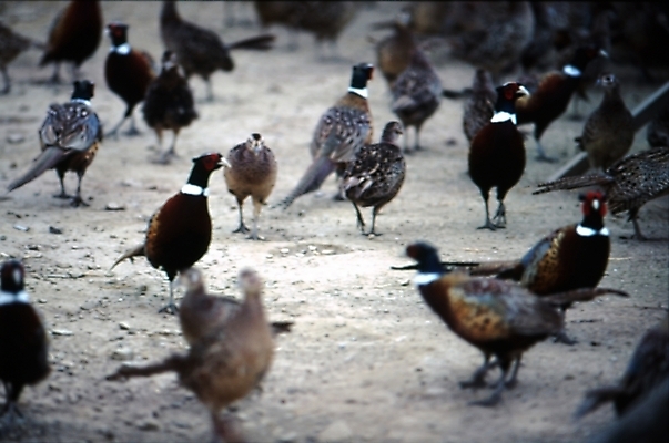 포토 JPG 주간 동물 척추동물 조류 사람없음 야외 꿩 국내포토 자연요소 파일형식