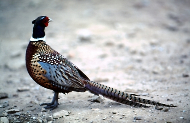 포토 JPG 주간 동물 척추동물 한마리 조류 사람없음 야외 꿩 국내포토 자연요소 1 파일형식