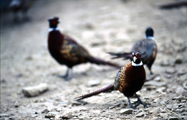 포토 JPG 주간 동물 척추동물 조류 사람없음 야외 꿩 국내포토 자연요소 파일형식