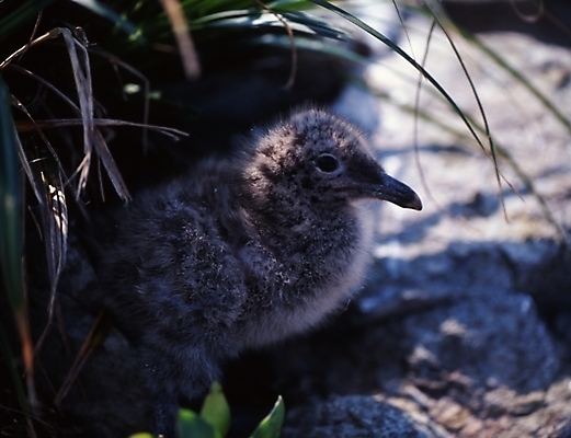 포토 JPG 주간 동물 척추동물 한마리 새끼 조류 오리 사람없음 야외 오리새끼 국내포토 자연요소 1 파일형식