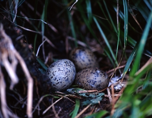 포토 JPG 주간 동물 척추동물 조류 오리 사람없음 야외 알 오리알 국내포토 자연요소 파일형식