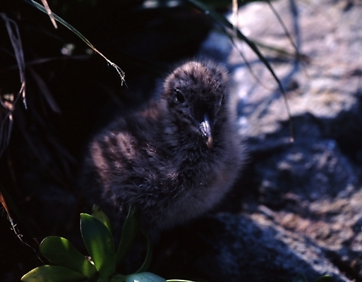 포토 JPG 주간 동물 척추동물 한마리 새끼 조류 오리 사람없음 야외 오리새끼 국내포토 자연요소 1 파일형식