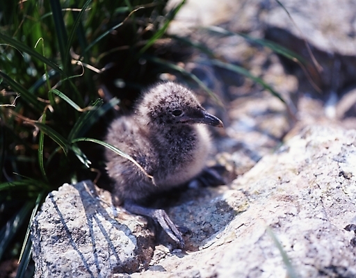 포토 JPG 주간 동물 척추동물 한마리 새끼 조류 오리 사람없음 야외 오리새끼 국내포토 자연요소 1 파일형식