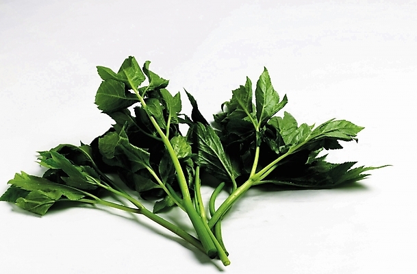 포토 JPG 스튜디오촬영 음식 채소 식재료 사람없음 초록색 신선초 국내포토 컬러 실내 파일형식