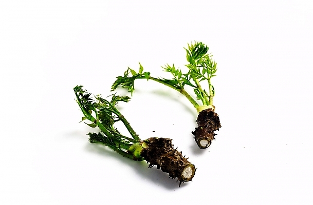 포토 JPG 스튜디오촬영 음식 채소 식재료 사람없음 두릅 국내포토 실내 파일형식