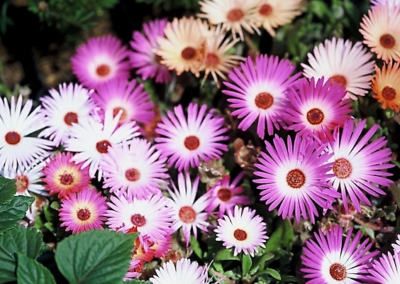 포토 JPG 주간 식물 꽃 분홍색 꽃밭 여름꽃 사람없음 야외 리빙스턴데이지 국내포토 자연요소 컬러 파일형식 여름_계절