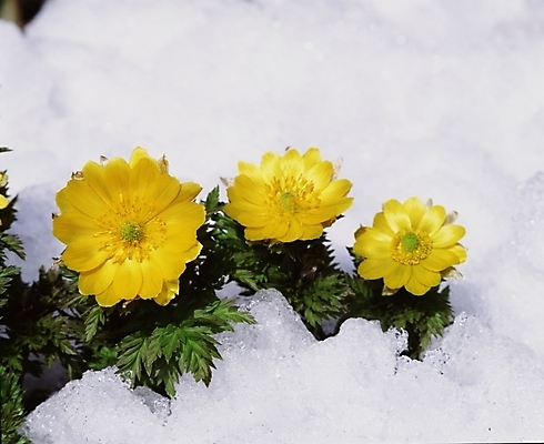 포토 JPG 주간 식물 꽃 자연 사람없음 야외 노란색 눈 겨울꽃 복수초 국내포토 자연요소 컬러 겨울 생태계 파일형식
