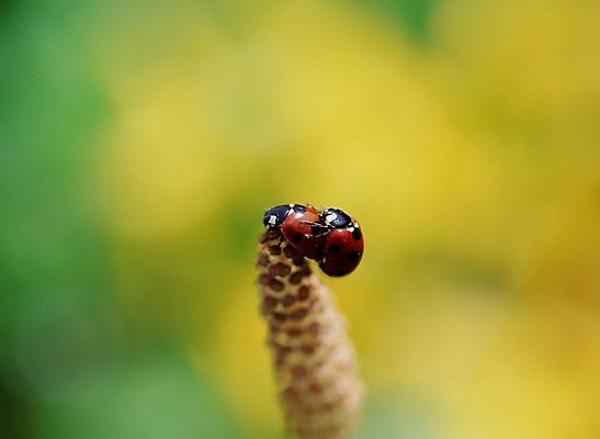 포토 JPG 주간 식물 동물 꽃 곤충 두마리 절지류 사람없음 야외 장미 꽃봉오리 무당벌레 짝짓기 국내포토 자연요소 2 파일형식