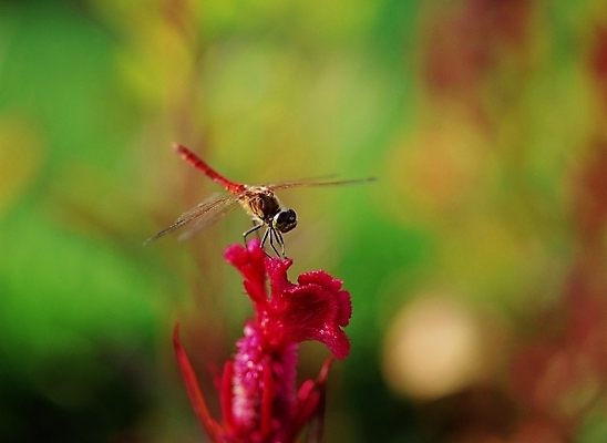 포토 JPG 주간 동물 꽃 곤충 절지류 사람없음 야외 장미 잠자리 맨드라미 국내포토 자연요소 식물 파일형식