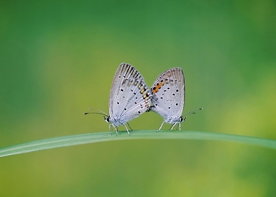 포토 JPG 주간 식물 동물 나비 곤충 두마리 절지류 사람없음 야외 풀잎 짝짓기 국내포토 자연요소 잎 2 풀_식물 파일형식