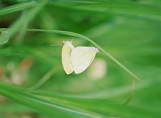 포토 JPG 주간 식물 동물 나비 곤충 두마리 절지류 사람없음 야외 풀잎 짝짓기 국내포토 자연요소 잎 2 풀_식물 파일형식