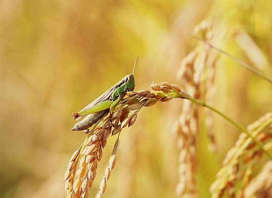포토 JPG 주간 동물 곤충 절지류 사람없음 야외 벼 가을 이삭 메뚜기 국내포토 자연요소 계절 곡류 파일형식
