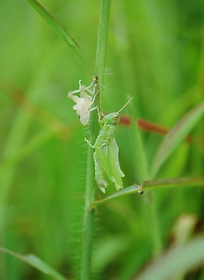 포토 JPG 주간 동물 곤충 절지류 사람없음 야외 초록색 여치 국내포토 자연요소 컬러 파일형식