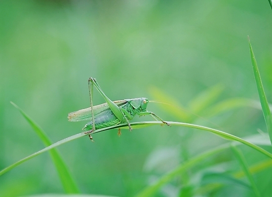 포토 JPG 주간 동물 곤충 절지류 사람없음 야외 초록색 여치 국내포토 자연요소 컬러 파일형식