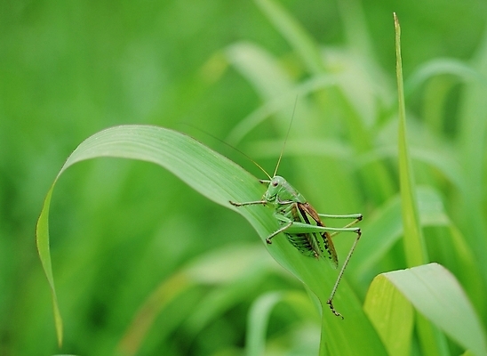 포토 JPG 주간 동물 곤충 절지류 사람없음 야외 초록색 여치 국내포토 자연요소 컬러 파일형식