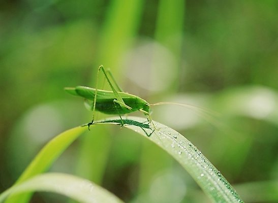 포토 JPG 주간 동물 곤충 절지류 사람없음 야외 초록색 여치 국내포토 자연요소 컬러 파일형식