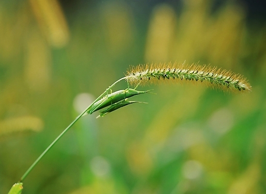 포토 JPG 주간 동물 곤충 절지류 사람없음 야외 초록색 여치 국내포토 자연요소 컬러 파일형식