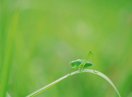 포토 JPG 주간 동물 곤충 절지류 사람없음 야외 초록색 여치 국내포토 자연요소 컬러 파일형식